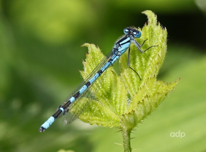 Common Blue Damselfly (Enallagma cyathigerum) Alan Prowse